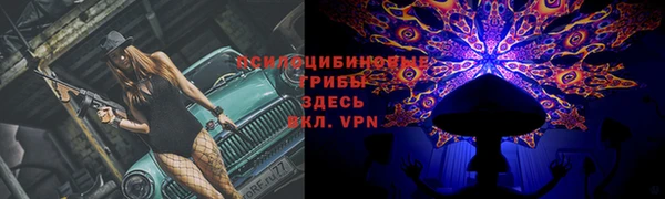 ПСИЛОЦИБИНОВЫЕ ГРИБЫ Новозыбков